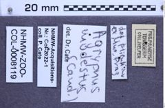 Etiketten zu Agrypnus modestus (NHMW-ZOO-COL-0008119)